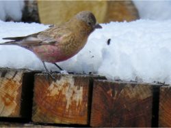 Brown-capped Rosy-Finch